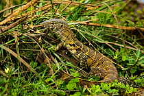 Nile monitor lizard (Varanus niloticus). Lake Manyara National Park, Tanzania.