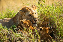 Lion (Panthera leo), female with cubs. Serengeti, Tanzania.