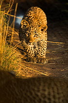 Young Leopard (Panthera pardus) looking at camera in morning light. Serengeti, Tanzania.