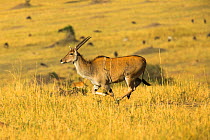Greater kudu (Tragelaphus strepsiceros) running through savanna. Tanzania.