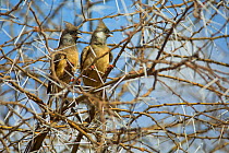Speckled mousebird (Colius striatus), two perched in tree. Lake Manyara National Park, Tanzania.