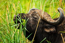 Buffalo (Syncerus caffer) grazing on sedges, Lake Manyara National Park, Tanzania.
