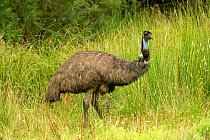 Emu (Dromaius novaehollandiae) in grassland. Grampians National Park, Victoria, Australia.