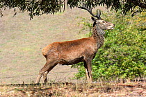 Red deer (Cervus elaphus), Grampians National Park, Victoria, Australia.