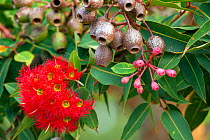 Gum tree (Corymbia sp), gumnuts and red flowers (Genus Corymbia). Kangaroo Island, South Australia.