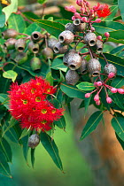 Gum tree (Corymbia sp), gumnuts and red flowers (Genus Corymbia). Kangaroo Island, South Australia.