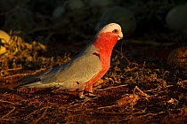 Galah / Pink and grey parrot (Eolophus roseicapilla) male foraging on Paddy melons in evening light. Watarrka National Park, Northern Territory, Australia.