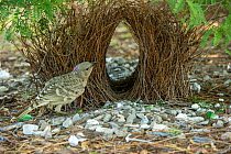 Great bowerbird (Chlamydera nuchalis) male tending to bower decorated with green and white objects. Lake Argyle, Kununurra, Western Australia.