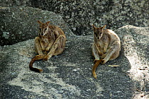 Mareeba rock wallaby (Petrogale mareeba), two sitting in shade. Granite Gorge Nature Park, near Mareeba, North Queensland, Australia.