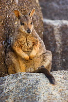 Mareeba rock wallaby (Petrogale mareeba) resting in shade. Granite Gorge Nature Park, near Mareeba, North Queensland, Australia.