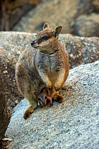 Mareeba rock wallaby (Petrogale mareeba) with joey in pouch. Granite Gorge Nature Park, near Mareeba, North Queensland, Australia.