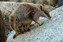 Mareeba rock wallaby (Petrogale mareeba) female with joey in pouch. Granite Gorge Nature Park, near Mareeba, North Queensland, Australia.