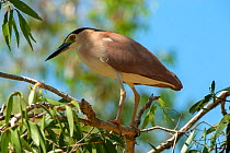 Nankeen / Rufous night heron (Nycticorax caledonicus) perched in Eucalyptus tree. North Queensland, Australia.