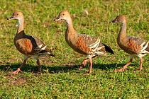 Plumed whistling-duck (Dendrocygna eytoni), three walking in a row. Mackay, Queensland, Australia.