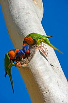Red-collared lorikeet (Trichoglossus rubritorquis) pair examining hole in Eucalyptus as a potential nesting hollow. Katherine, Northern Territory, Australia.