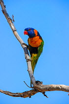 Red-collared lorikeet (Trichoglossus rubritorquis) perched on branch. Katherine, Northern Territory, Australia.