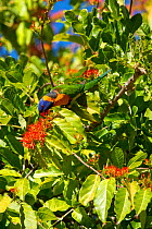 Red-collared lorikeet (Trichoglossus rubritorquis) feeding on flowering shrub. Katherine, Northern Territory, Australia.
