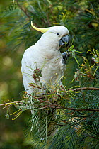Sulphur-crested cockatoo (Cacatua galerita) feeding on Spider flower (Grevillea sp) seed pods whilst perched. Lane Cove National Park, Sydney, New South Wales, Australia.
