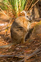 Tammar wallaby (Macropus eugenii) near Flinders Chase National Park, South Australia.