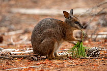 Tammar wallaby (Macropus eugenii) feeding on Pine needles. Near Flinders Chase National Park, South Australia.