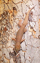 Top end dtella gecko (Gehyra australis) camouflaged against tree bark. Lake Argyle, near Kununurra, Western Australia.