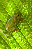 Australian green tree frog (Litoria caerulea) camouflaged on Palm leaf. Lake Argyle, Kununurra, Western Australia.