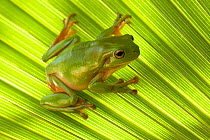 Australian green tree frog (Litoria caerulea) camouflaged on Palm leaf. Lake Argyle, Kununurra, Western Australia.