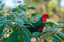 Australian king parrot (Alisterus scapularis), male eating berries of shrub. Lane Cove National Park, Sydney, New South Wales, Australia.