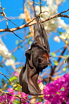 Black flying fox (Pteropus alecto), male stretching wing whilst roosting on branch. Kununurra, Western Australia.
