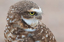 Burrowing owl (Athene cunicularia) looking back, Sonoran Desert, Arizona, USA. Display of white brow and chin feathers, October.