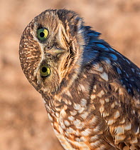 Burrowing owl (Athene cunicularia) with head turned to one side, Marana, Sonoran Desert, Arizona, USA. October.