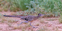 Roadrunner (Geococcyx californianus) running at speed, Catalina State Park, Arizona, Sonoran Desert, USA. August.