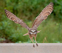 Burrowing owl (Athene cunicularia) flying back to burrow, Marana, Sonoran Desert, Arizona, USA. October.