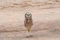 Burrowing owl (Athene cunicularia) showing bright white brow and chin feathers while bobbing up and down in territorial display, sequence 1 of 2, Marana, Sonoran Desert, Arizona, USA. October.