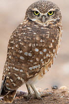 Burrowing owl (Athene cunicularia) Sonoran Desert, Arizona, USA. Display of white brow and chin feathers. October.