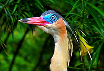 Whistling heron (Syrigma sibilatrix sibilatrix), southern subspecies, native to Bolivia. Captive.