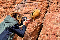 Tourist feeding and photographing Southern viscacha (Lagidium viscacia), Andes, Bolivia.