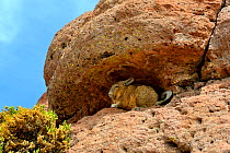 Southern viscacha (Lagidium viscacia) lying in shade of rock, Andes, Bolivia.