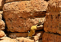 Southern viscacha (Lagidium viscacia) jumping between rocks, Andes, Bolivia.
