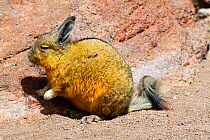 Southern viscacha (Lagidium viscacia) sitting on a rock, Andes, Bolivia.