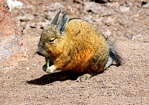 Southern viscacha (Lagidium viscacia) feeding, Andes, Bolivia.