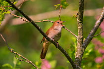 Nightingale (Luscinia megarhynchos ) singing, Germany, April.