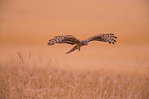 Montagu&#39;s Harrier (Circus pygargus) female flying low, Germany, July.
