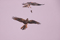 Montagu&#39;s Harrier (Circus pygargus) prey transfer from male to female, Germany, July.