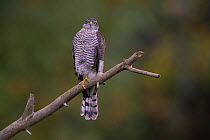 Sparrowhawk (Accipiter nisus) female perched, Germany, October.