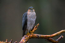 Sparrowhawk (Accipiter nisus) male, Germany, January.