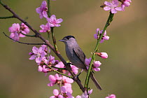Blackcap (Sylviya atricapilla) male perched in blossom, Hungary, April.