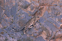 Snow Leopard (Panthera uncia) climbing steep rock face, Mongolia