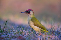 Green Woodpecker (Picus viridis ) male, Germany