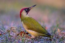 Green woodpecker (Picus viridis ) male, Germany, December.